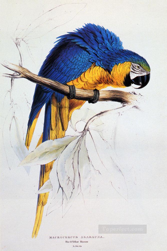 青と黄色のコンゴウインコ エドワード・リア油絵